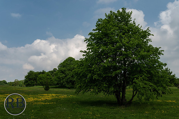 Z61_2979