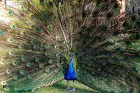Whitly-Hall-Hotel_Wedding-Photographer-010