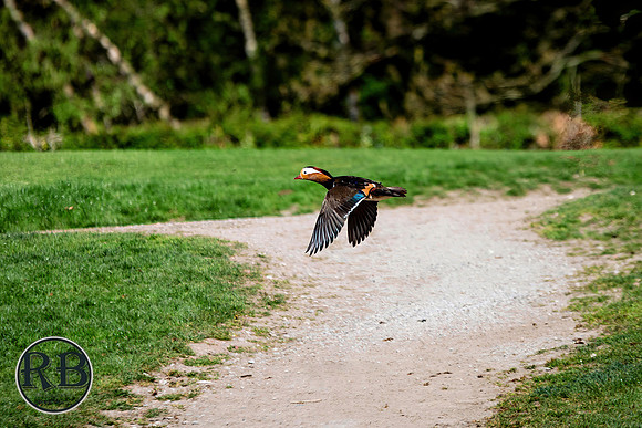 DSC_1425a-sharpen-stabilize