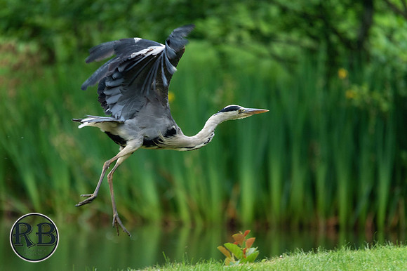 Z62_3918-sharpen-motion