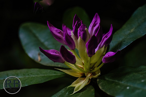 DSC_2755-sharpen-stabilize