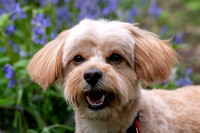 Rory Bluebell photo shoot