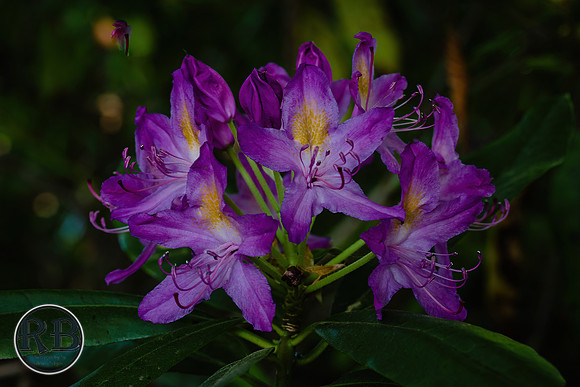 DSC_2732-sharpen-stabilize