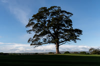 003Lone-Tree-Graves-Park
