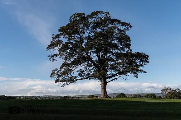 003Lone-Tree-Graves-Park