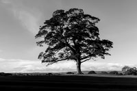 004Lone-Tree-Graves-Park