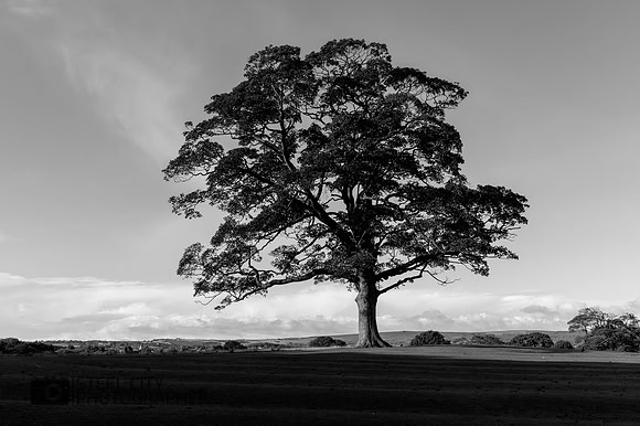 004Lone-Tree-Graves-Park