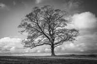 010Lone-Tree-Graves-Park