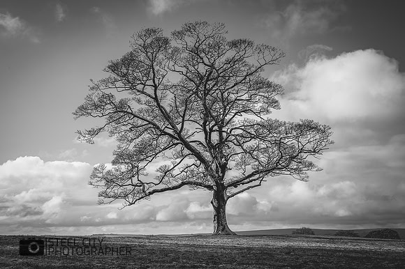 010Lone-Tree-Graves-Park