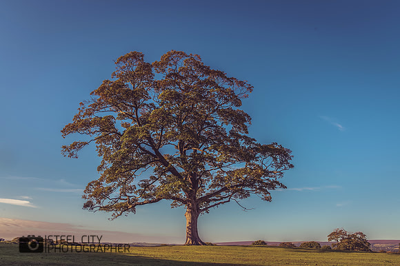 001Lone-Tree-Graves-Park