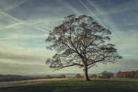 005Lone-Tree-Graves-Park