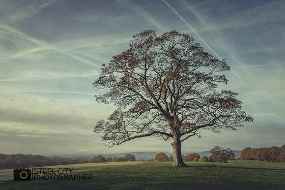 005Lone-Tree-Graves-Park