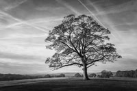 006Lone-Tree-Graves-Park