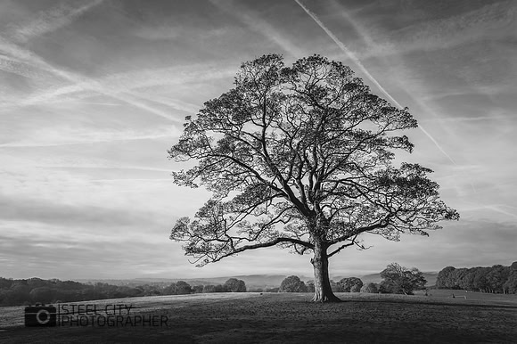 006Lone-Tree-Graves-Park