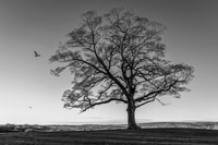 008Lone-Tree-Graves-Park