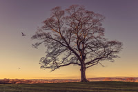 007Lone-Tree-Graves-Park