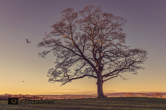 007Lone-Tree-Graves-Park