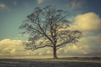 009Lone-Tree-Graves-Park