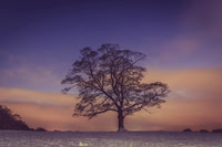 002Lone-Tree-Graves-Park