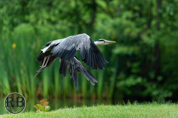 Z62_3919-sharpen-motion