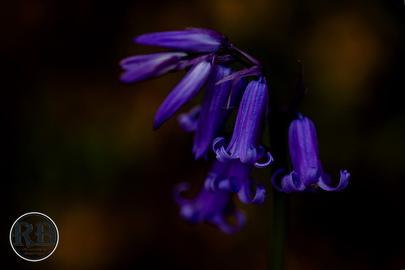 DSC_1739