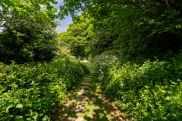 Z62_8841-HDR