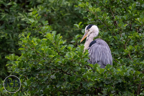 Z62_3751
