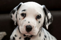 Paws Allowed puppy pics